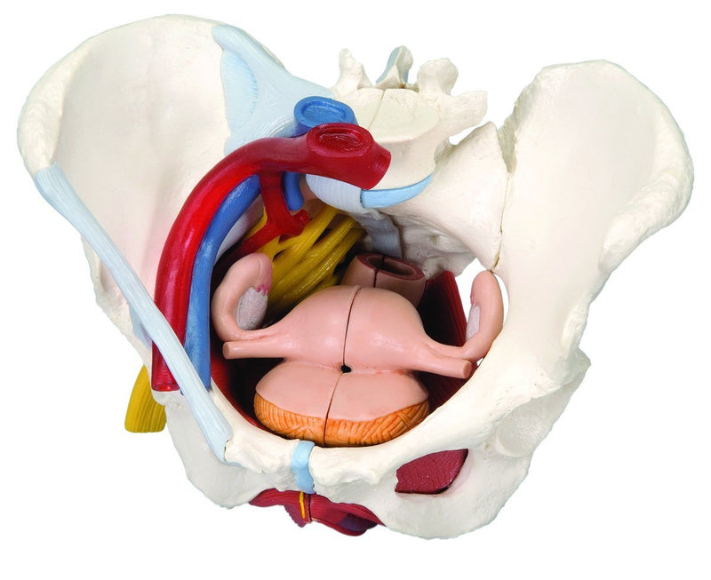 Anatomical Model - female pelvis, 6-part with ligaments - US MED REHAB